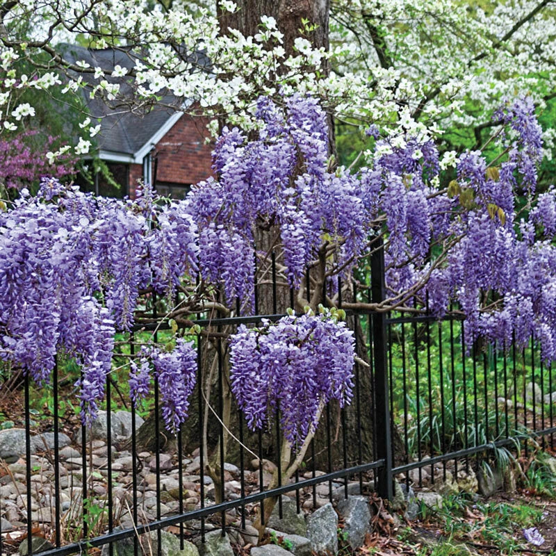 Exotic Chinese Wisteria Seeds - 10 Pack, Blooming Vine, Lavender-Blue Flowers, Wisteria sinensis, Climbing Plant for Garden