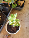 Plectranthus amboinicus Live Plant Plugs - Cuban Oregano Variegated Herb for Garden and Indoor Planters
