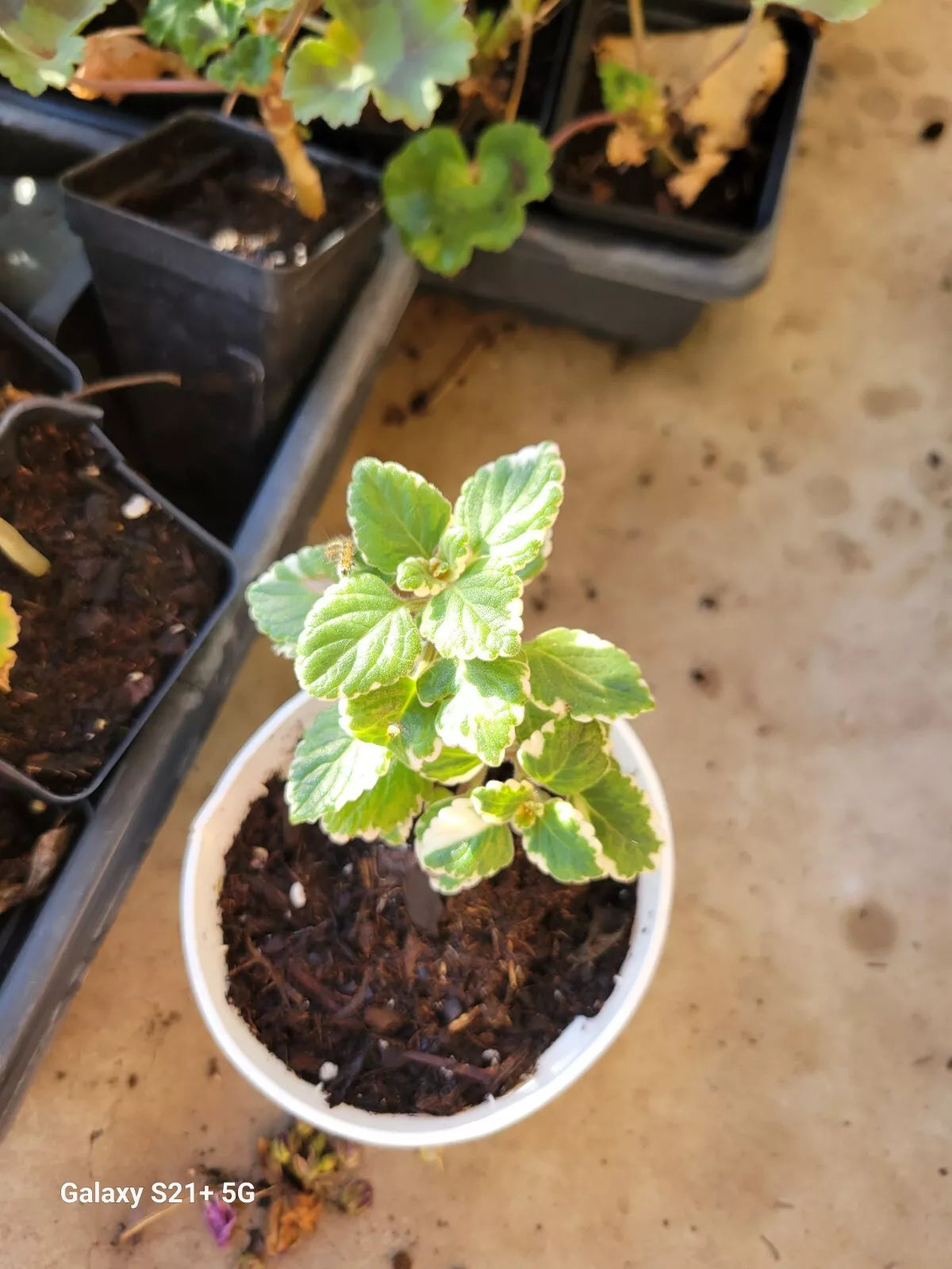 Plectranthus amboinicus Live Plant Plugs - Cuban Oregano Variegated Herb for Garden and Indoor Planters