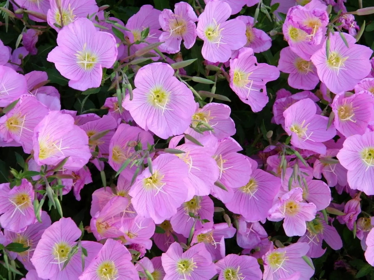 Evening Primrose Seeds - Pink Flowering Perennial - Oenothera biennis - 200+ Fresh Seeds for Garden, Pollinator Attractant