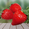 Dickens Strawberry Roots Bare Root Plants | Large June-Bearing Fragaria × ananassa | Sweet, Juicy, High-Yielding