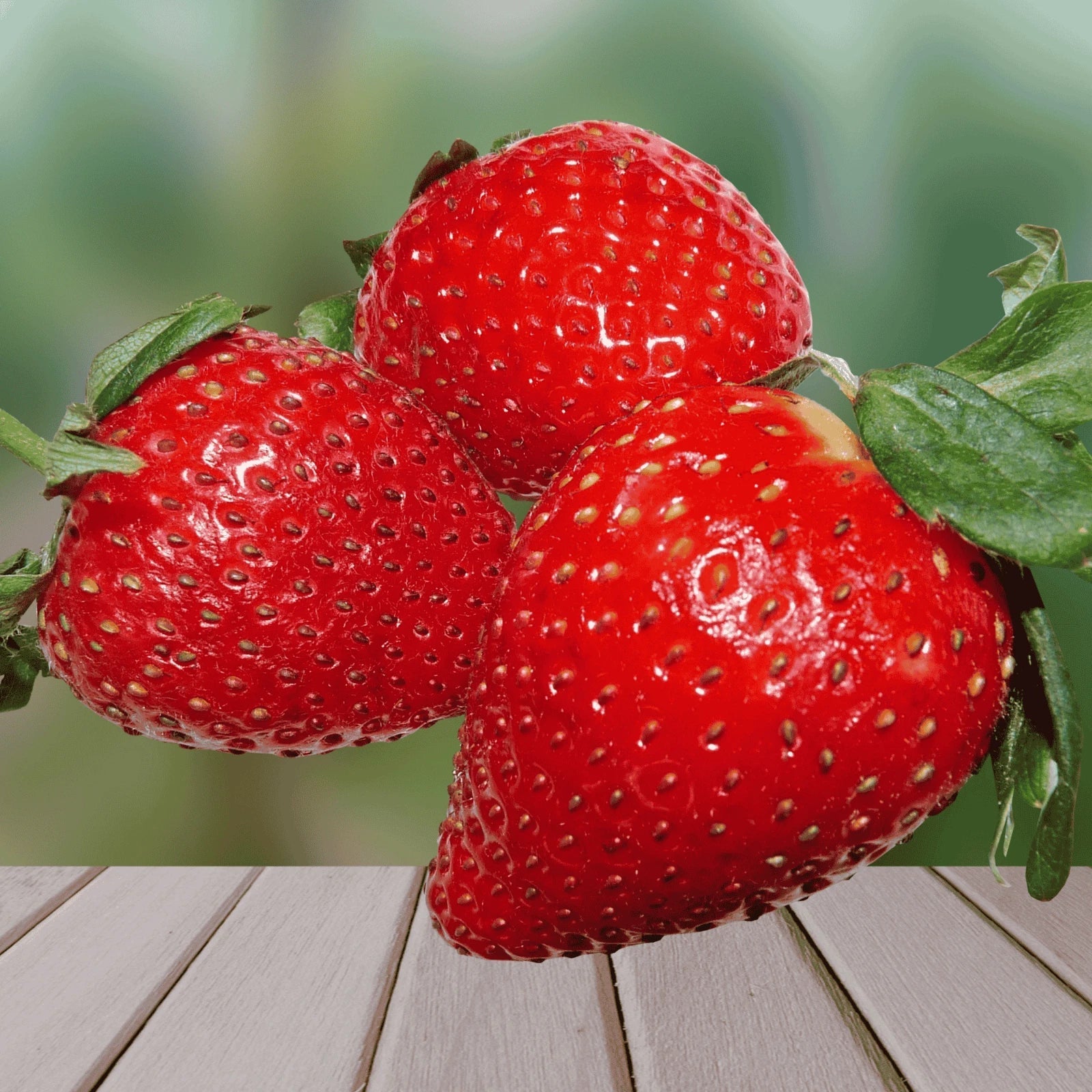 Dickens Strawberry Roots Bare Root Plants | Large June-Bearing Fragaria × ananassa | Sweet, Juicy, High-Yielding
