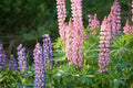 Lupine Seeds - Dwarf Pixie Delight Mix - Colorful Perennial Flowers - Lupinus polyphyllus - Garden & Border Plants