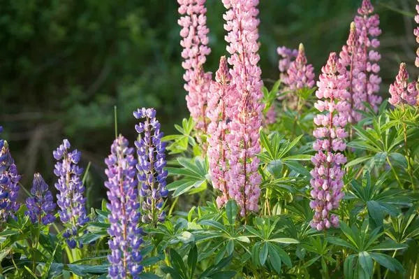 Lupine Seeds - Dwarf Pixie Delight Mix - Colorful Perennial Flowers - Lupinus polyphyllus - Garden & Border Plants