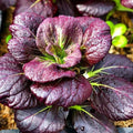 Purple Lady Bok Choy Seeds - 500+ Count, Brassica rapa var. chinensis, Asian Green, Tender Leaves, Non-GMO, Perfect for Home Gardens