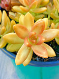 Rare Succulent Sedum Adolphi Orange Delight Live Plant Cutting 2-Inch Unrooted