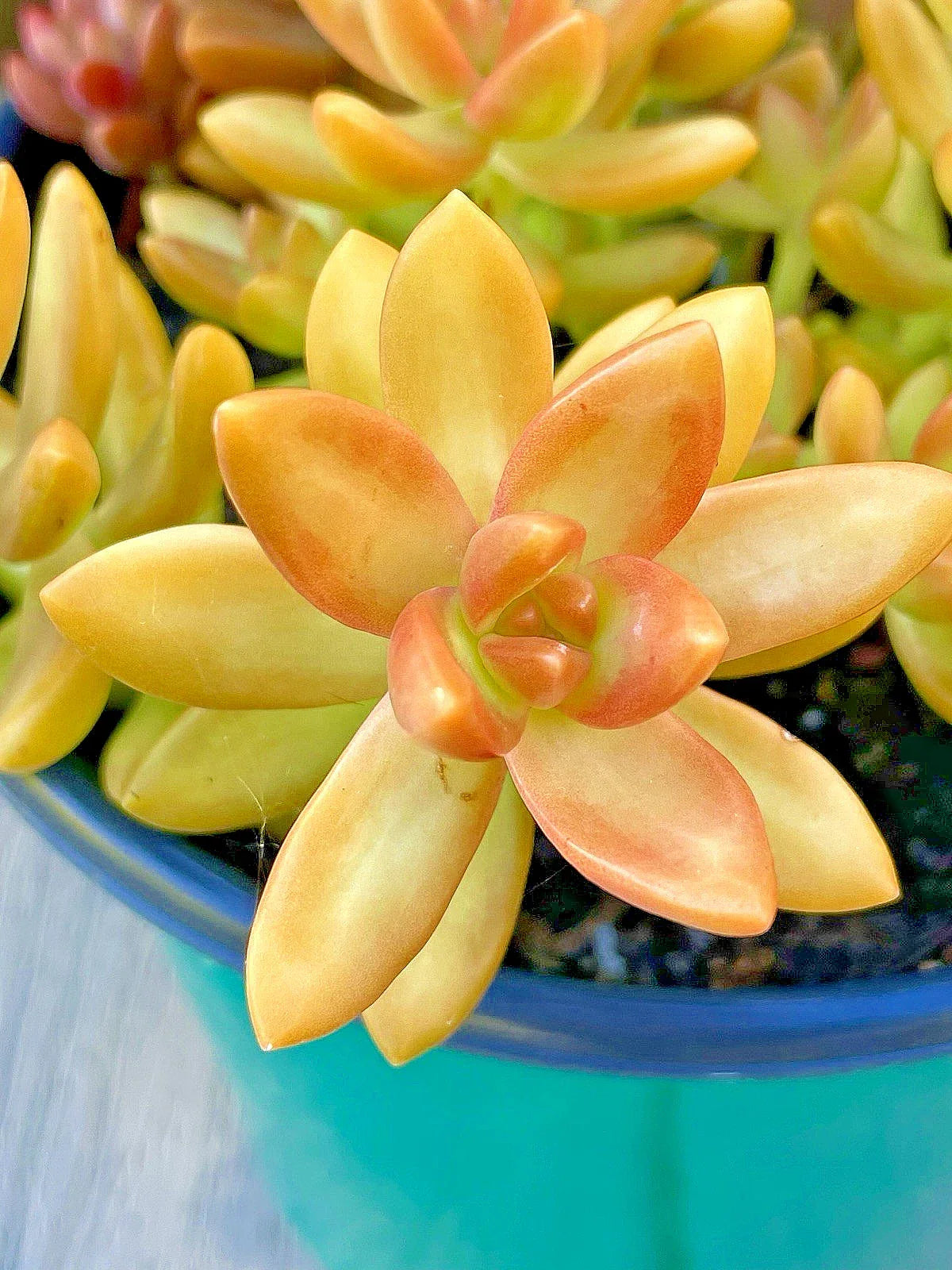 Rare Succulent Sedum Adolphi Orange Delight Live Plant Cutting 2-Inch Unrooted