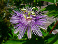 Organic Maypop Purple Passion Seeds - Passiflora Incarnata - Edible Fruit, Non-GMO, Heirloom Seed Packet