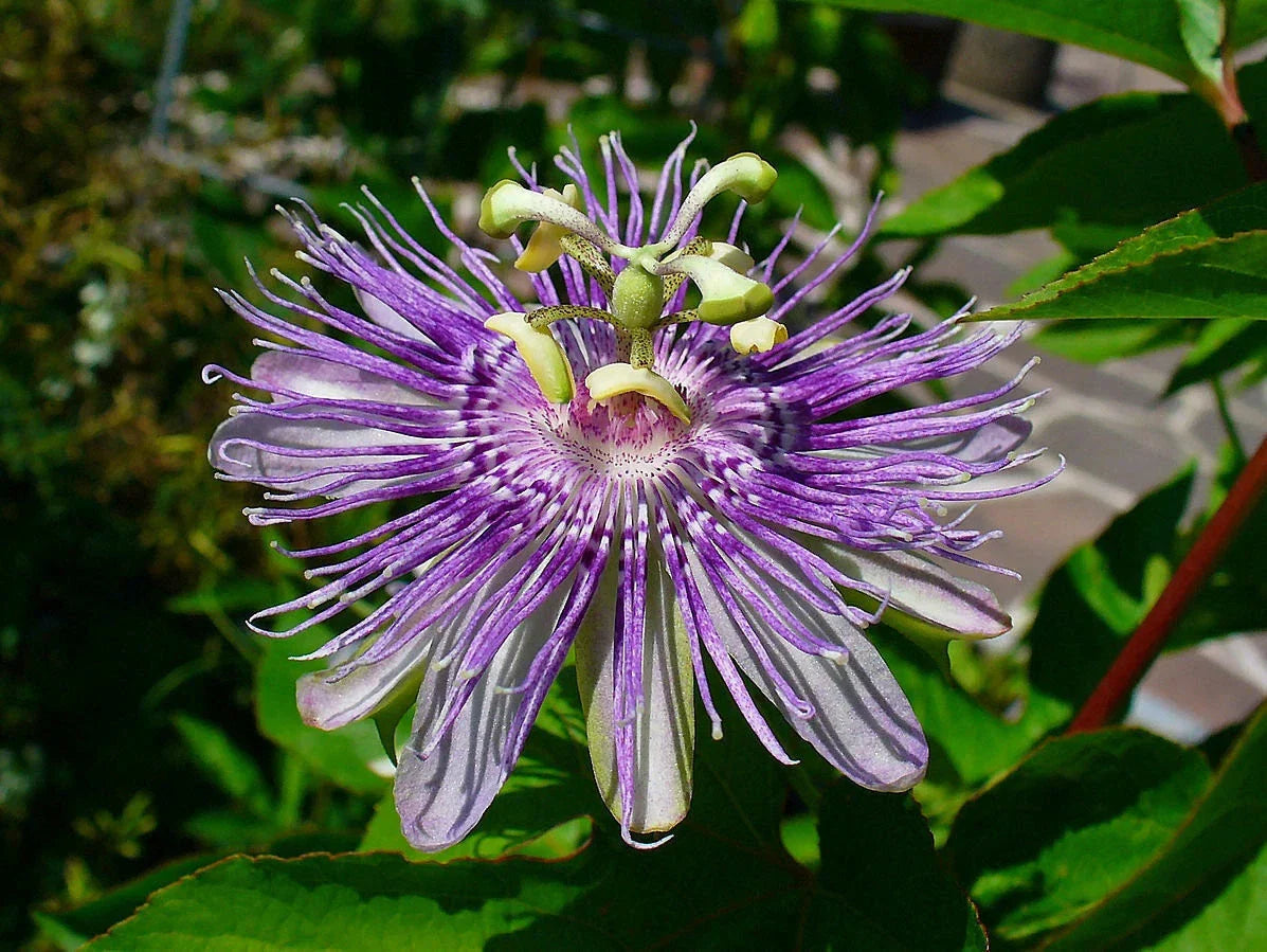 Organic Maypop Purple Passion Seeds - Passiflora Incarnata - Edible Fruit, Non-GMO, Heirloom Seed Packet