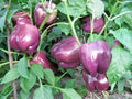 Purple Beauty Bell Pepper Seeds - Heirloom Capsicum Annuum, Sweet, Vibrant Purple Peppers, 30+ Seeds, USA Grown