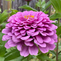 Zinnia Seeds - Giant Purple Flowers, Non-GMO Pollinator Attracting, Zinnia elegans Seed Packet for Garden Beds & Containers