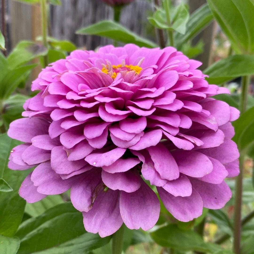 Zinnia Seeds - Giant Purple Flowers, Non-GMO Pollinator Attracting, Zinnia elegans Seed Packet for Garden Beds & Containers