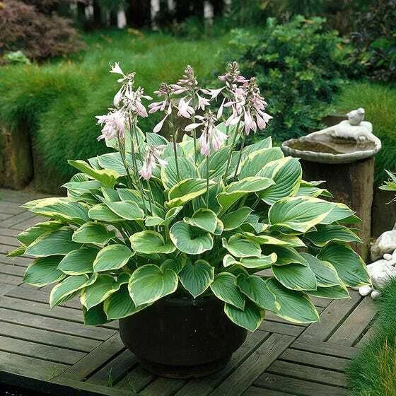 Giant Elephant Ears Hosta Plant, Large Fully Rooted, Colocasia esculenta, Tropical Foliage, Shade Garden Plant