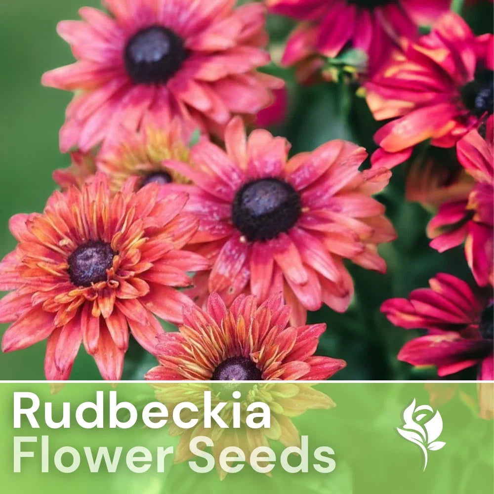 Rudbeckia Seeds Sahara Rose Annual Flower Seeds for Garden Planting - Pink & Yellow Blooms, Rudbeckia hirta