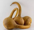 Dipper Gourd Seeds 5 Pack Heirloom Non-GMO Lagenaria siceraria for Crafting and Cooking