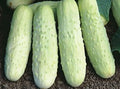 White Wonder Cucumber Seeds - Organic Heirloom Non-GMO, 100+ Premium Cucumis sativus Seeds for Fresh Eating & Pickling