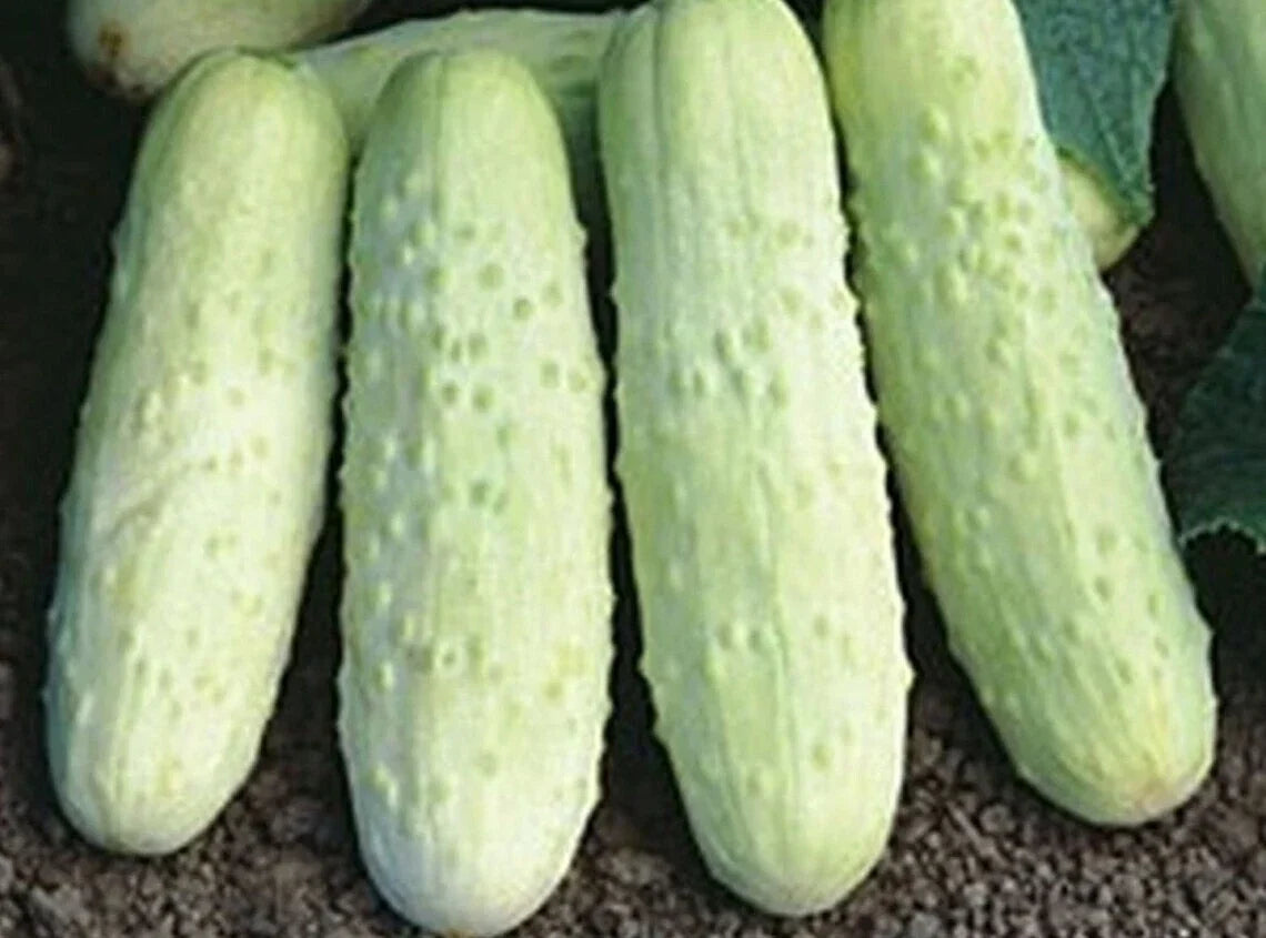 White Wonder Cucumber Seeds - Organic Heirloom Non-GMO, 100+ Premium Cucumis sativus Seeds for Fresh Eating & Pickling