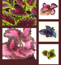 Set of 10 Coleus Rooted Cuttings - Colorful Varieties for Indoor & Outdoor Gardens Plectranthus scutellarioides