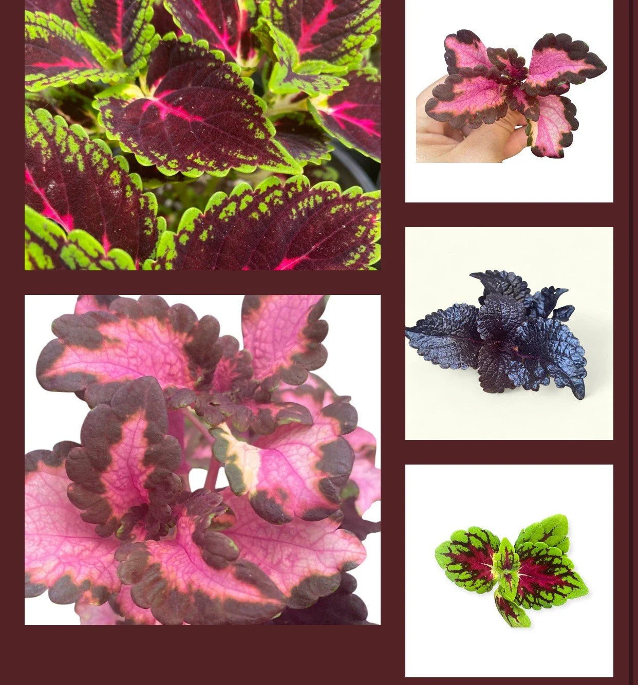 Set of 10 Coleus Rooted Cuttings - Colorful Varieties for Indoor & Outdoor Gardens Plectranthus scutellarioides