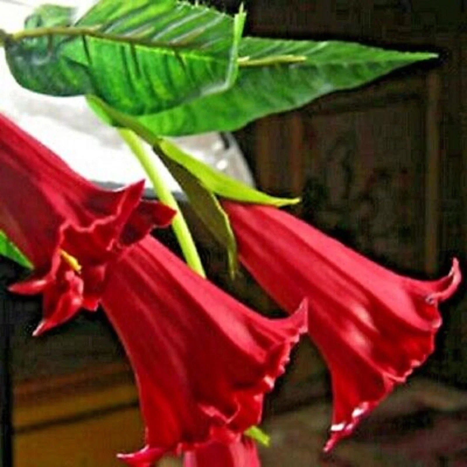 Candy Red Angel Trumpet Seeds - Brugmansia Datura - 10 Flower Seeds for Garden, Patio, Container Planting