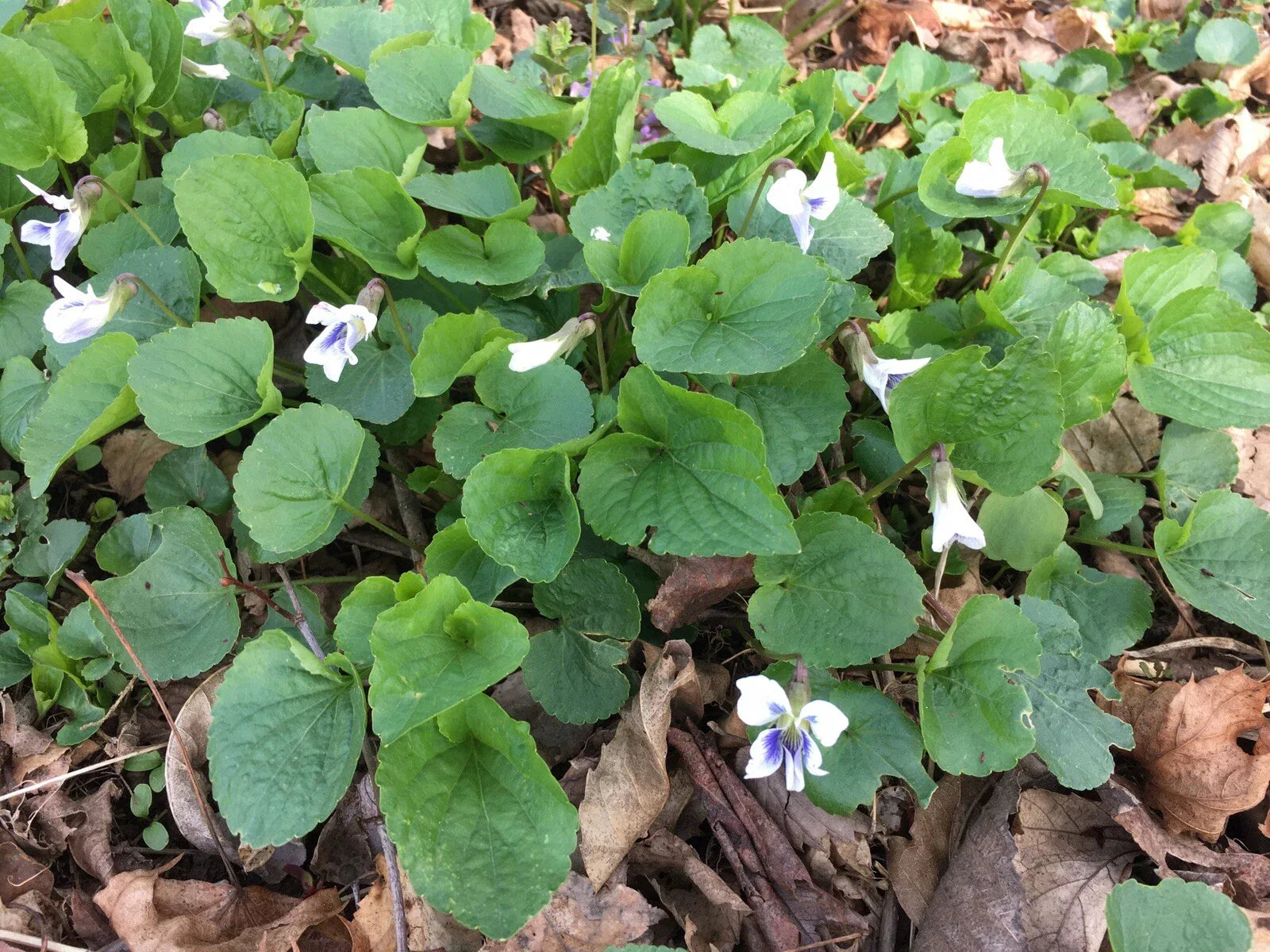 Wild Violet Flower Plants - 12+ Bareroot Rhizomes White Viola for CT Garden