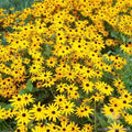 Goldsturm Rudbeckia Seeds - 200+ Pack, Black-Eyed Susan, Rudbeckia fulgida 'Goldsturm', Perennial Flowers for Garden Planting