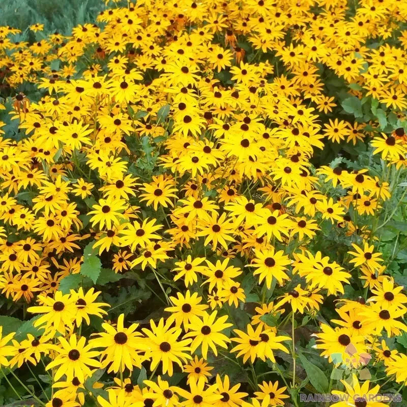 Goldsturm Rudbeckia Seeds - 200+ Pack, Black-Eyed Susan, Rudbeckia fulgida 'Goldsturm', Perennial Flowers for Garden Planting