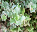 Silver Saltbush Seeds - 50 Pack, Drought-Tolerant Landscape Bush, Atriplex argentea, Native Plant for Gardens