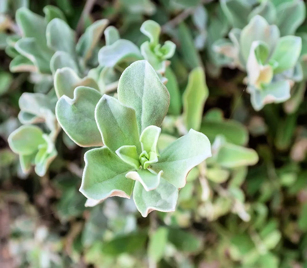 Silver Saltbush Seeds - 50 Pack, Drought-Tolerant Landscape Bush, Atriplex argentea, Native Plant for Gardens