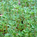 Organic Thyme Seeds 501+ Thymus vulgaris Perennial Herb for Garden & Containers