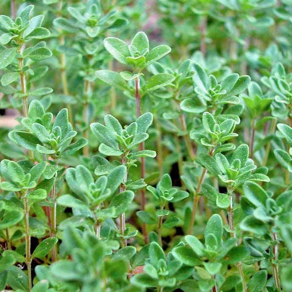 Organic Thyme Seeds 501+ Thymus vulgaris Perennial Herb for Garden & Containers