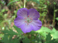 Wild Geranium Bare Root Plants 15 Count | Geranium maculatum Native Perennial Flower for Gardens