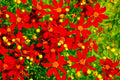 Coreopsis Seed Packets - Red Dwarf Variety - Bright Red Flowers - Coreopsis tinctoria - 1000+ Seeds for Gardens