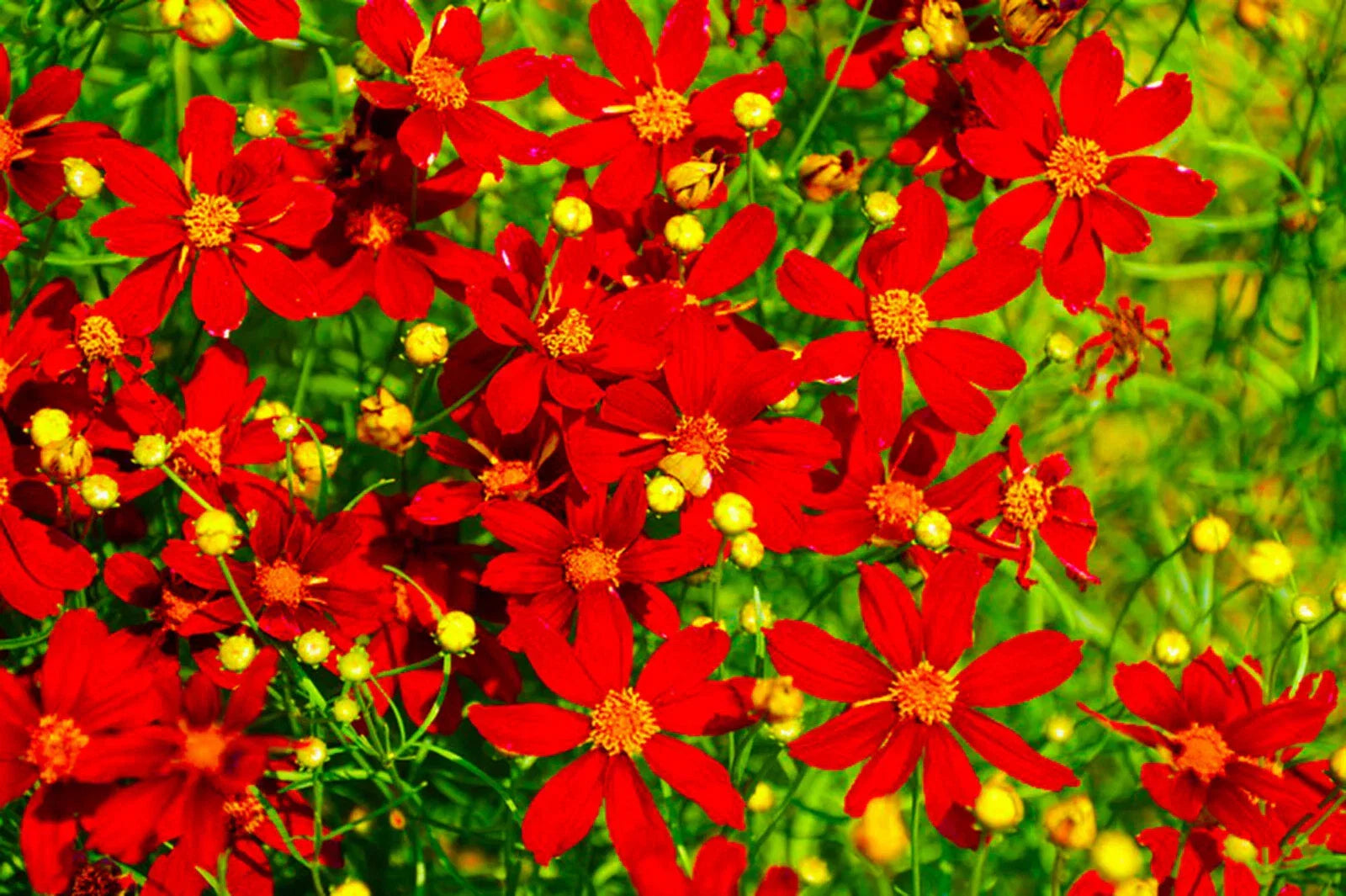 Coreopsis Seed Packets - Red Dwarf Variety - Bright Red Flowers - Coreopsis tinctoria - 1000+ Seeds for Gardens