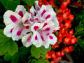 Rare Geranium Cuttings 6-Inch Pelargonium spp. White Pink Starter Plants for Garden