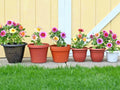 Dwarf Dahlia Seeds Patio Mix - 16" Tall Summer Flowers for Garden & Container - Dahlia pinnata
