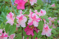 Encore Autumn Twist Azalea Starter Plant - Rhododendron 'Autumn Twist' - Deciduous, Well-Rooted, 1-Gallon Container