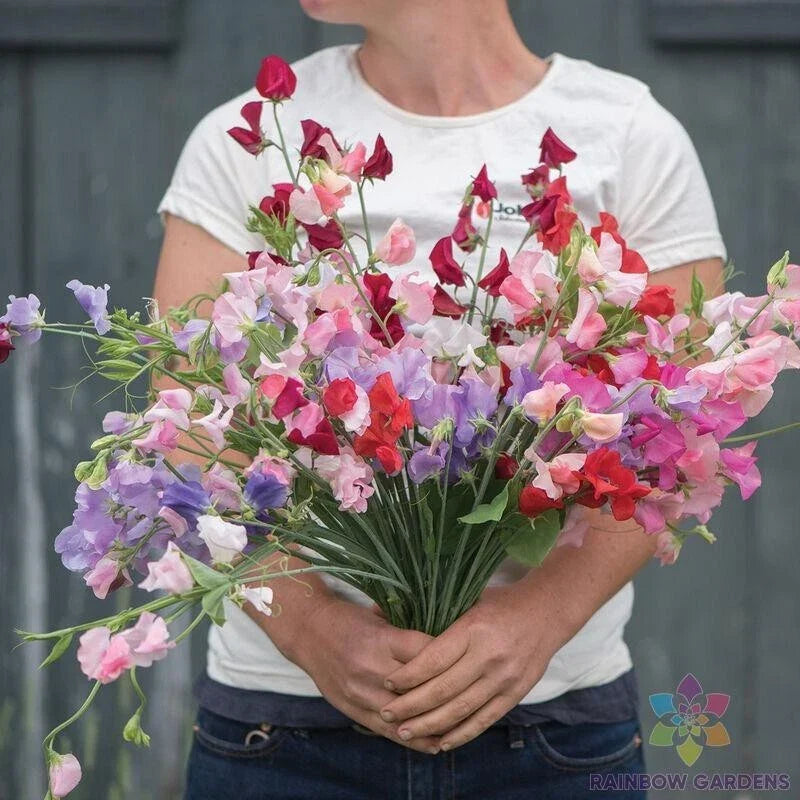 Sweet Pea Seeds - 50+ Elegance Formula Mix - Lathyrus odoratus Garden Climbing Vine, Colorful Fragrant Flowers, USA