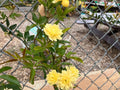 Yellow Lady Banks Climbing Rose Cuttings Thornless Rosa banksiae 'Lutea' for Garden, Trellis, Fence