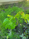 Large Monstera Deliciosa Rooted Cutting - Tropical Indoor Houseplant, Swiss Cheese Plant, Green Foliage, Easy Care