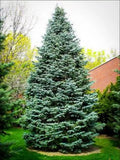 Christmas Day Spruce Seeds - 20 Blue Needle Picea meyeri for Holiday Gardening & Landscaping