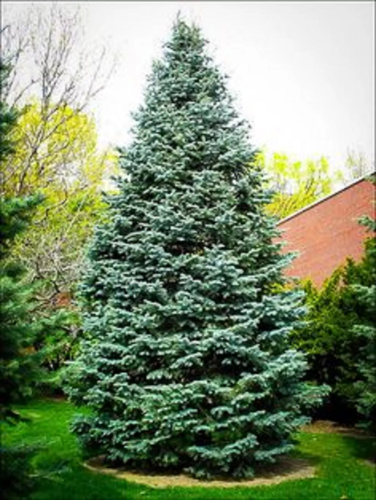 Christmas Day Spruce Seeds - 20 Blue Needle Picea meyeri for Holiday Gardening & Landscaping