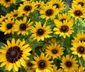 Rudbeckia Denver Daisy Seeds - Perennial Bright Yellow Flowers, Easy to Grow Black-Eyed Susan, 20 Seeds