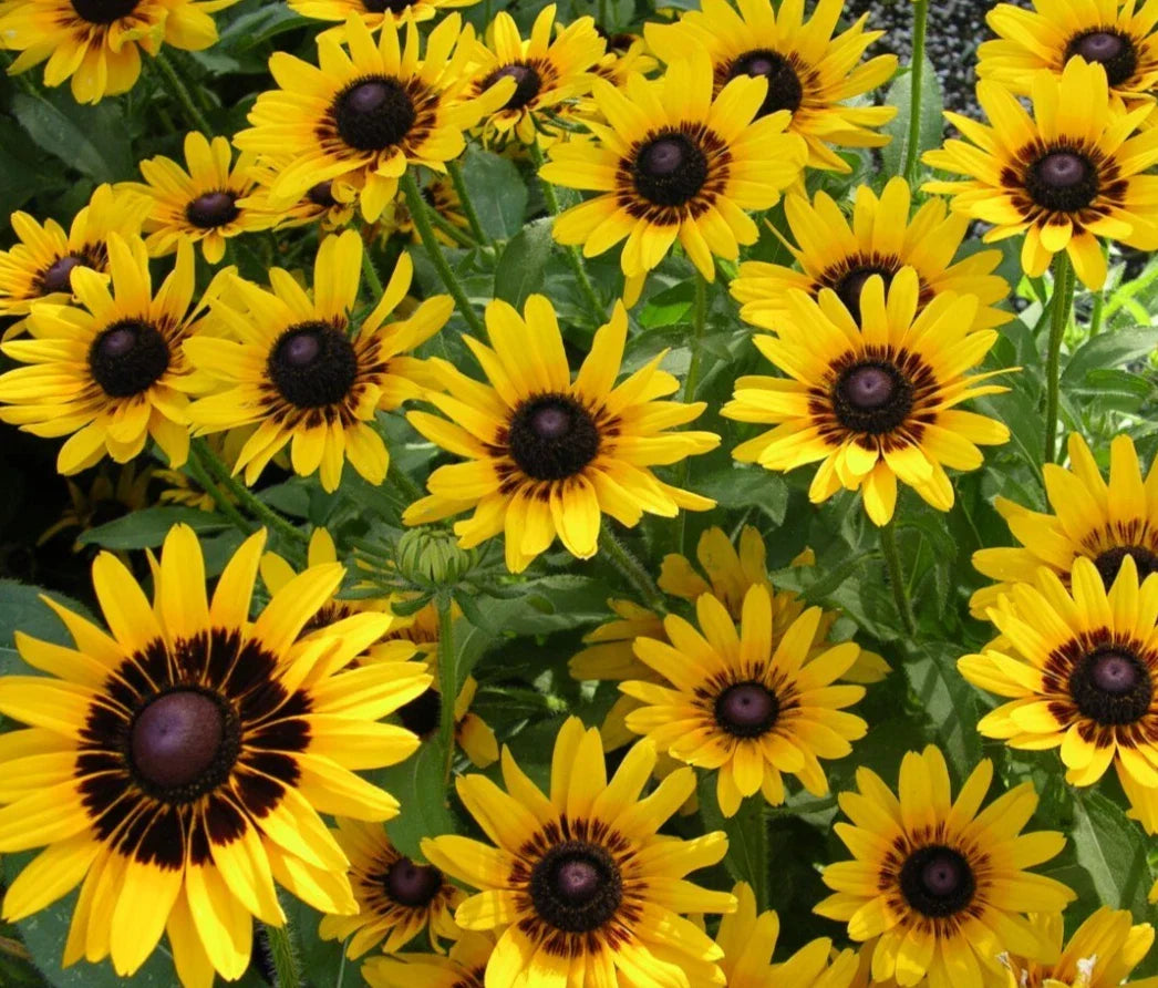 Rudbeckia Denver Daisy Seeds - Perennial Bright Yellow Flowers, Easy to Grow Black-Eyed Susan, 20 Seeds