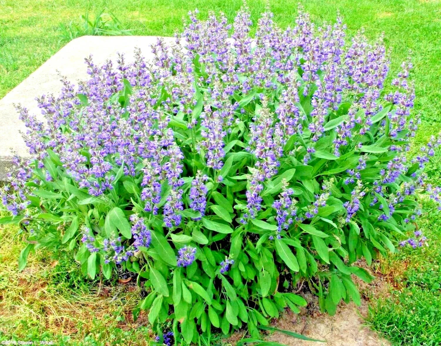 Organic Kitchen Sage Seeds - 200+ Salvia officinalis Culinary Herb for Container Gardening