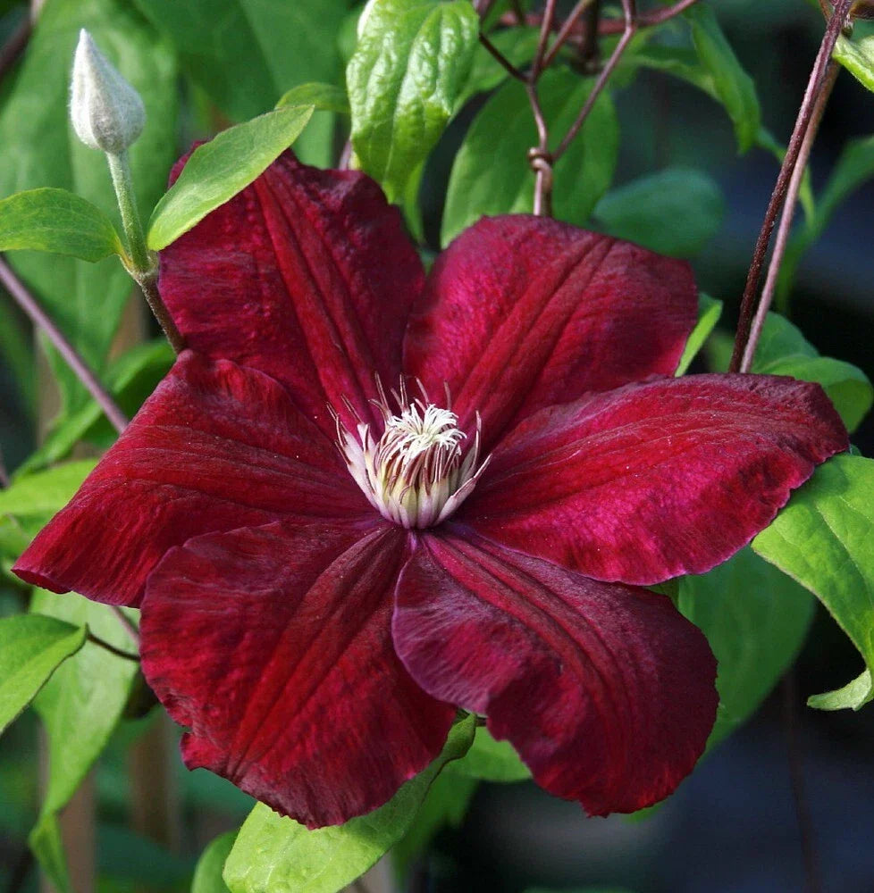 Clematis Seeds - 25 Rouge Climbing Perennial Seeds - Red Bloom - Clematis 'Rouge' - Garden Vine for Trellises & Fences