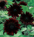 Black Magic Sunflower Seeds - Perennial Flower Seeds - Helianthus annuus - Dark Blackish Purple Blooms - US Seller