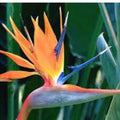 Large Bird of Paradise Plant 3 Feet Tall, Orange Tropical Indoor Outdoor Strelitzia reginae, Easy Care, Bright Foliage
