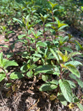 Chocolate Mint Plants - Bare Root Plugs, Black Peppermint, Mentha × piperita 'Chocolate', Organic, Pesticide-Free
