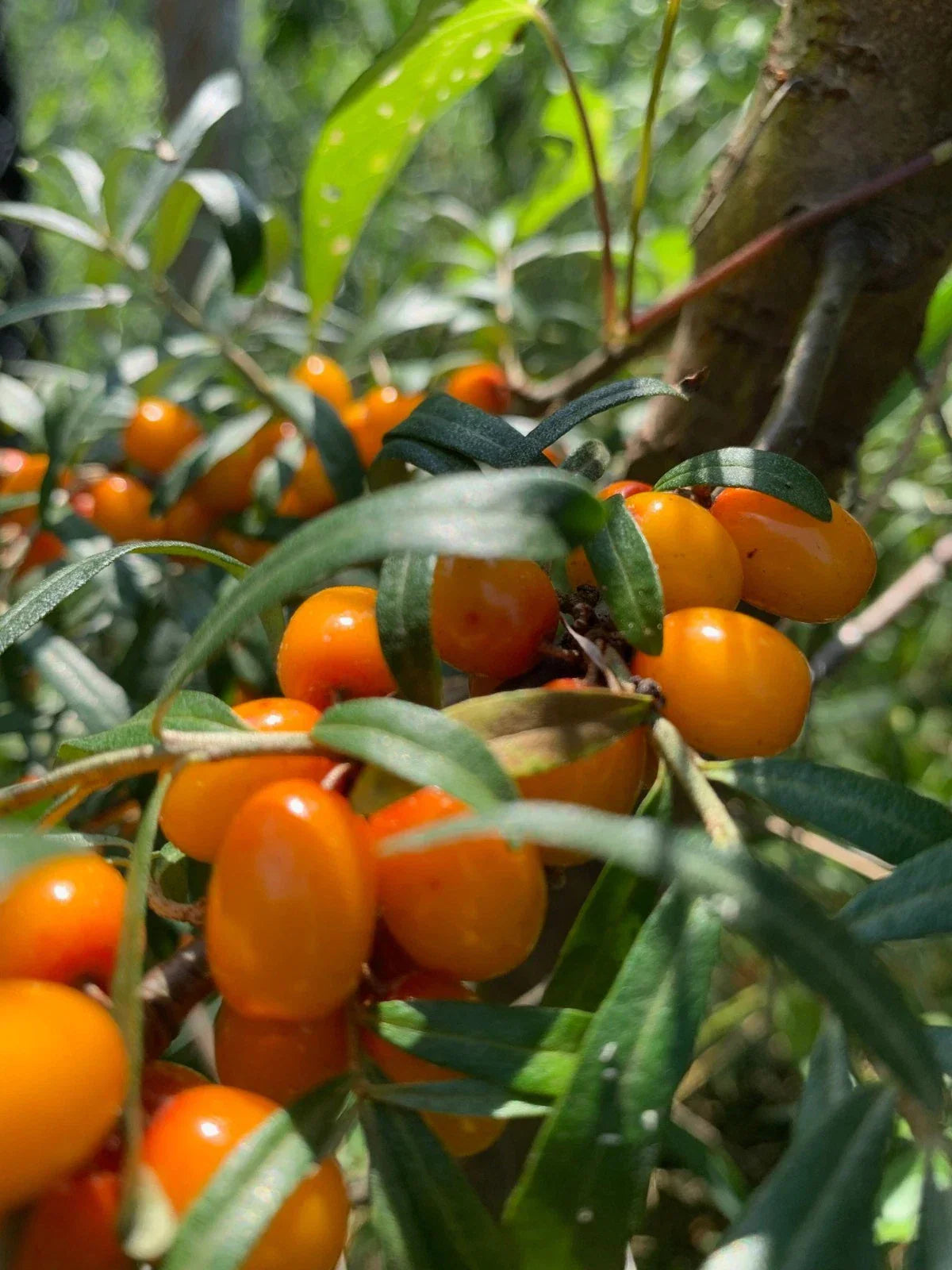 Sea Buckthorn Plant - Potted Shrub with Healthy Roots - Hippophae rhamnoides for Garden, Landscaping & Edible Gardens